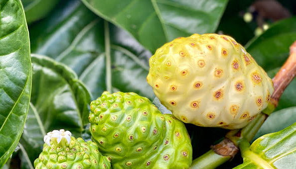 El poder del noni y sus beneficios